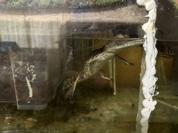 Foto - İbretlik son! Evde 70'den fazla çıktı: Hayvan kaçakçısı zehirli yılanla intihar etti