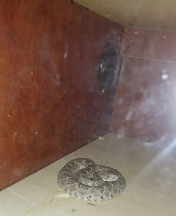 Foto - İbretlik son! Evde 70'den fazla çıktı: Hayvan kaçakçısı zehirli yılanla intihar etti