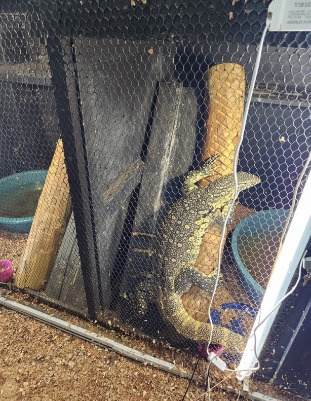 Foto - İbretlik son! Evde 70'den fazla çıktı: Hayvan kaçakçısı zehirli yılanla intihar etti