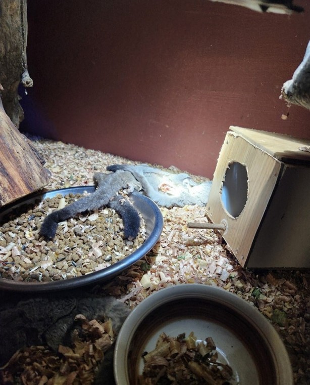 Foto - İbretlik son! Evde 70'den fazla çıktı: Hayvan kaçakçısı zehirli yılanla intihar etti