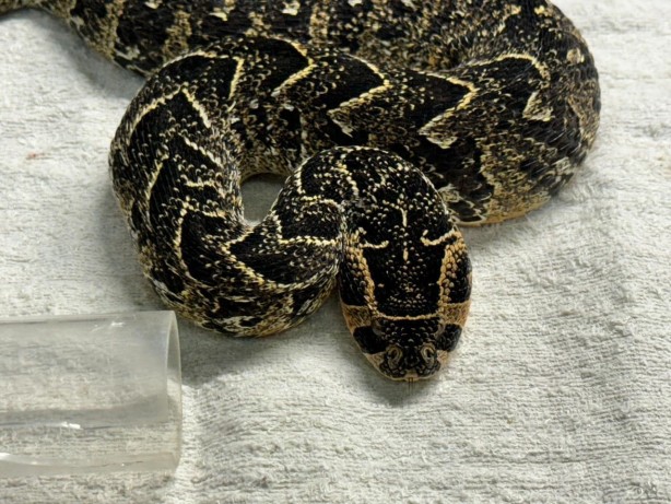 Foto - İbretlik son! Evde 70'den fazla çıktı: Hayvan kaçakçısı zehirli yılanla intihar etti