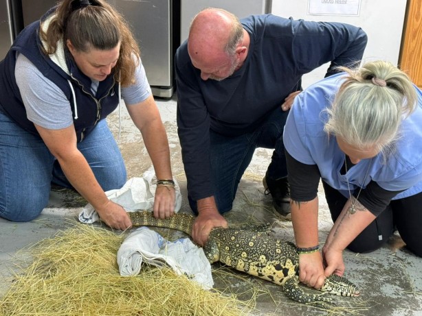 İbretlik son! Evde 70'den fazla çıktı: Hayvan kaçakçısı zehirli yılanla intihar etti