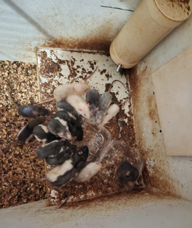 Foto - İbretlik son! Evde 70'den fazla çıktı: Hayvan kaçakçısı zehirli yılanla intihar etti