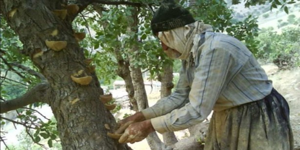 Foto - İç Anadolu Bölgesi’nde yetişiyor, boyu 8 metreye ulaşıyor! Gövdesine dokunan, biiznillah şifasını alıyor! Aktarlarda yok satıyor