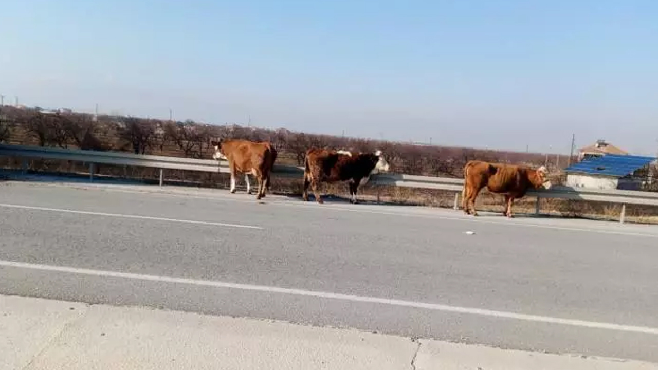 Foto - İçi büyükbaş hayvanlarla doluydu! Malatya’da kamyonet alev alev yandı