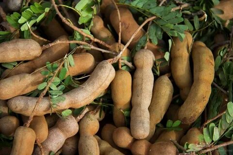 Foto - İçi zehir dolmuş karaciğeri tek seferde temizliyor! Bu besin doğal serum görevi görüyor