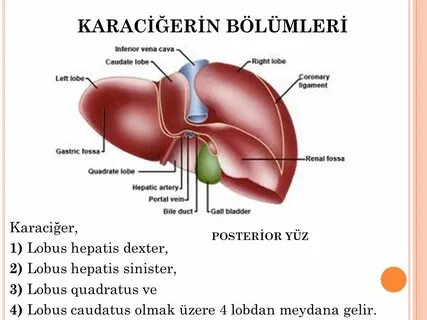 Foto - İçi zehir dolmuş karaciğeri tek seferde temizliyor! Bu besin doğal serum görevi görüyor