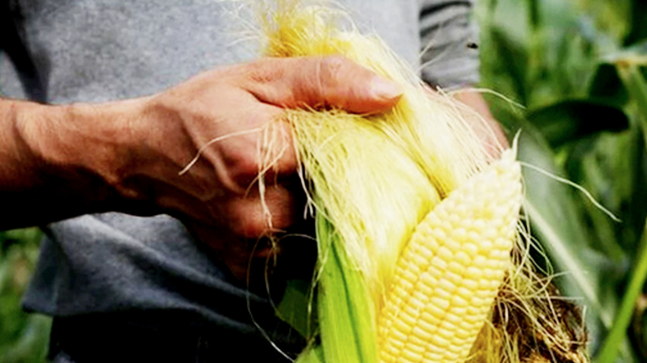 Foto - İçinde bol miktarda C ve K vitamini bulunuyor! Duyanlar pazara koşuyor