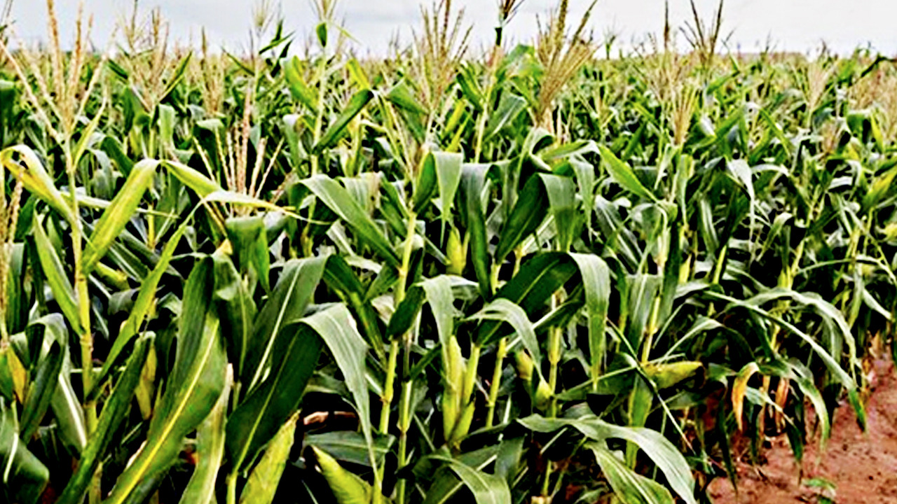Foto - İçinde bol miktarda C ve K vitamini bulunuyor! Duyanlar pazara koşuyor