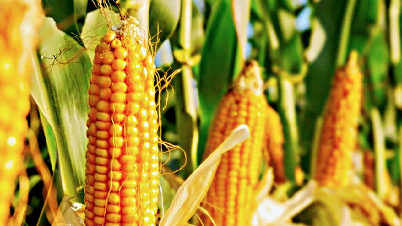 İçinde bol miktarda C ve K vitamini bulunuyor! Duyanlar pazara koşuyor