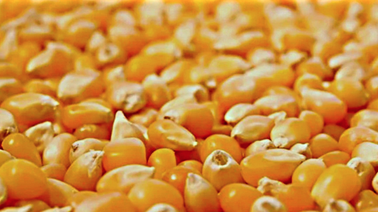 Foto - İçinde bol miktarda C ve K vitamini bulunuyor! Duyanlar pazara koşuyor