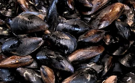 Foto - İçinde o maddeye rastlandı: İstanbul boğazı midyesi için ‘yemeyin’ uyarısı! Takipteki Uzman keşfetti! Gerçek açıklandı