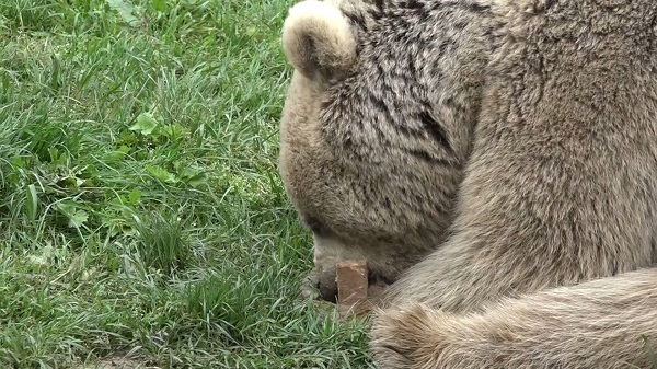Foto - İçinde yok yok! Artık ekmeğin de iyisini ayılar yiyor