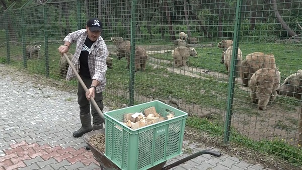 Foto - İçinde yok yok! Artık ekmeğin de iyisini ayılar yiyor