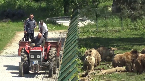 Foto - İçinde yok yok! Artık ekmeğin de iyisini ayılar yiyor