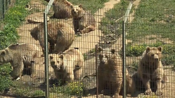 Foto - İçinde yok yok! Artık ekmeğin de iyisini ayılar yiyor