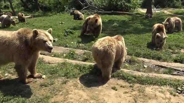 Foto - İçinde yok yok! Artık ekmeğin de iyisini ayılar yiyor