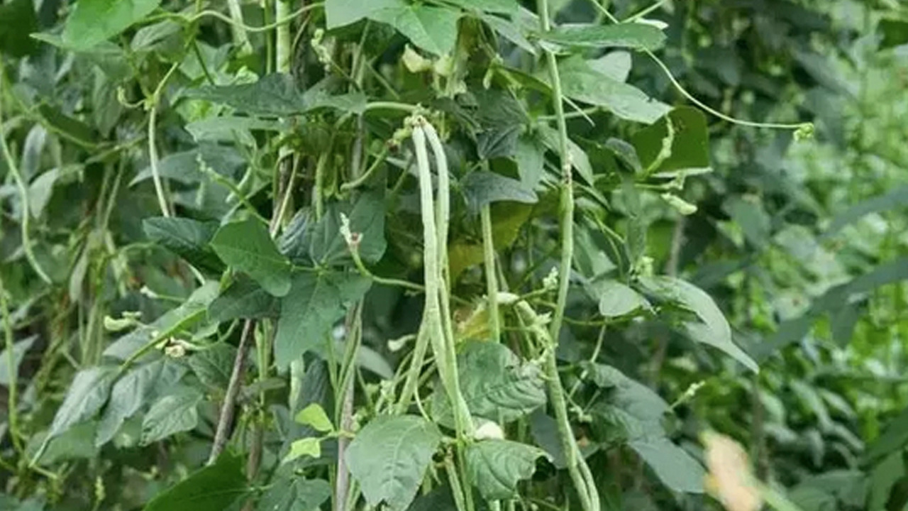 Foto - Bu besin öyle bir şey ki...