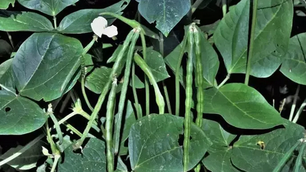 Foto - Bu besin öyle bir şey ki...