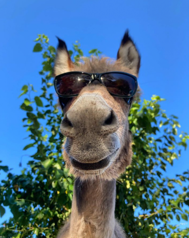 Foto - İçindeki hayvan sevgisi onu ünlü biri yaptı