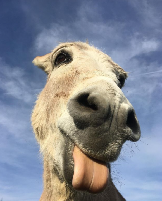 Foto - İçindeki hayvan sevgisi onu ünlü biri yaptı