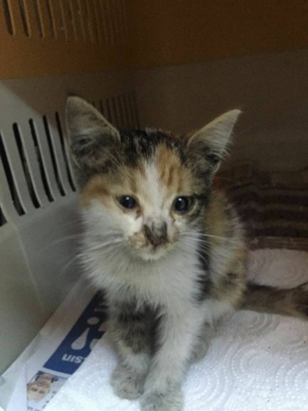 Foto - İçinizi ısıtacak bir hikaye