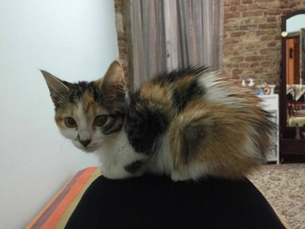 Foto - İçinizi ısıtacak bir hikaye