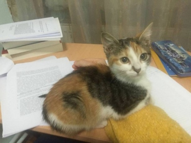 Foto - İçinizi ısıtacak bir hikaye