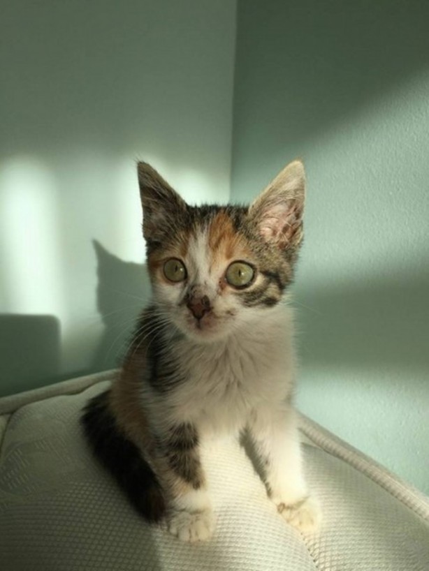 Foto - İçinizi ısıtacak bir hikaye