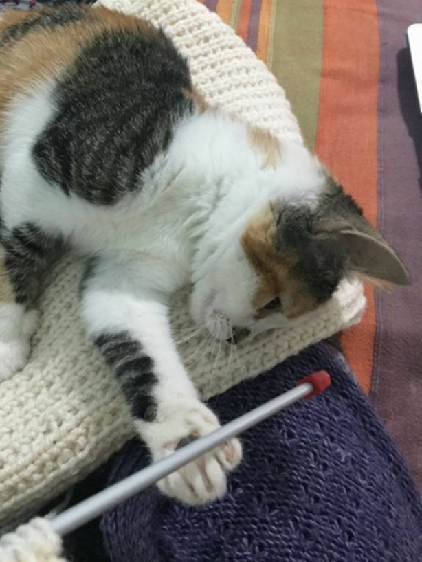 Foto - İçinizi ısıtacak bir hikaye