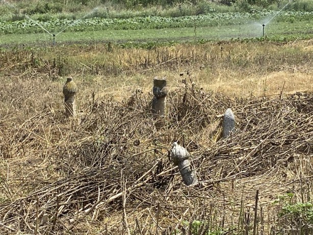 Foto - İçler acısı görüntü! Çağrı yaptı