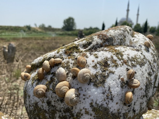 Foto - İçler acısı görüntü! Çağrı yaptı