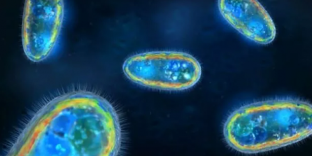 İçme suyunda tespit edildi! Beyin yiyor