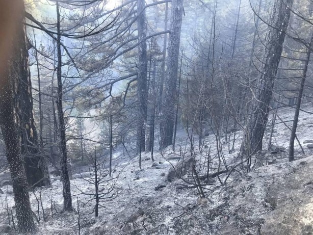 Foto - İçten içe yanan ağaçları arıyorlar