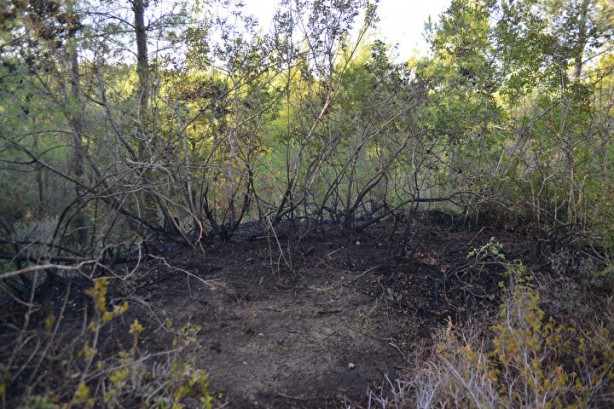 Foto - İdam işte bu yüzden gerekli! Orman yakan PKK’lı hain içeride de rahat durmuyor