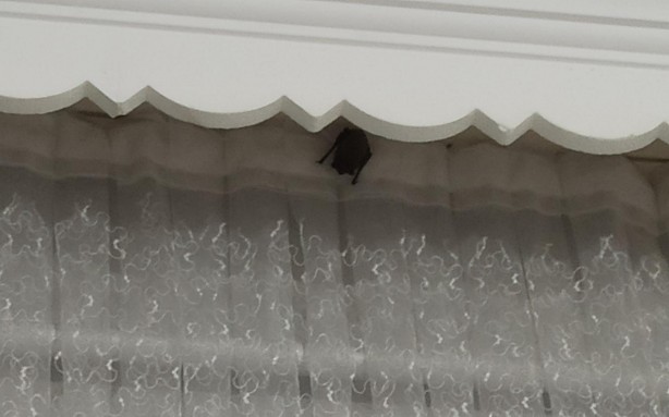 Foto - Iğdır'da akılalmaz olay! Eve giren yarasa iki çocuğun kulağını ısırdı