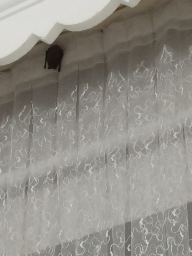 Foto - Iğdır'da akılalmaz olay! Eve giren yarasa iki çocuğun kulağını ısırdı