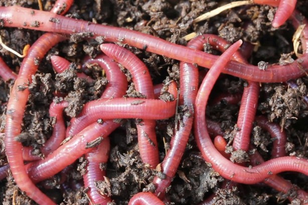 Foto - İğrenç iddia: 2030'da insanlık bunları yiyecek