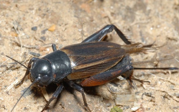Foto - İğrenç iddia: 2030'da insanlık bunları yiyecek