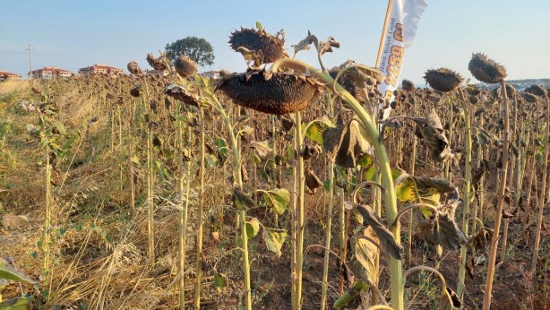 Foto - İHA ve SİHA'dan sonra müthiş başarı! Tüm Türkiye'yi besleyecek