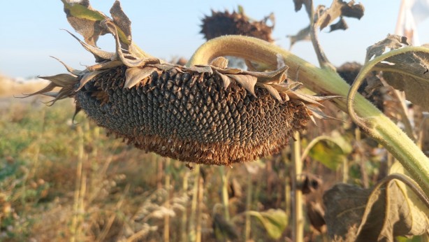 Foto - İHA ve SİHA'dan sonra müthiş başarı! Tüm Türkiye'yi besleyecek
