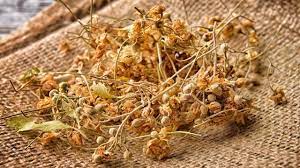 Foto - Ihlamuru kaynatırken faydadan çok zarar veren doğru bilinen yanlış: böyle kaynatın bu besin değeri yok olmuyor! 