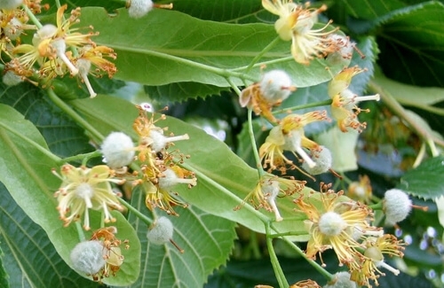 Foto - Ihlamuru kaynatırken faydadan çok zarar veren doğru bilinen yanlış: böyle kaynatın bu besin değeri yok olmuyor! 