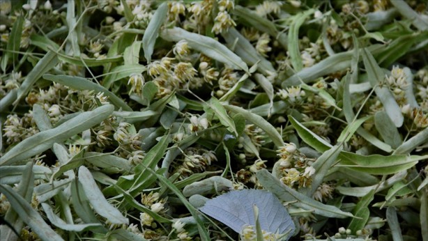 Foto - Ihlamuru kaynatırken faydadan çok zarar veren doğru bilinen yanlış: böyle kaynatın bu besin değeri yok olmuyor! 