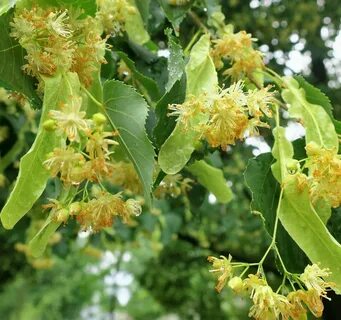 Foto - Ihlamuru zehre dönüştüren teknik! Tüm besin değerleri buhar olup uçuyor, geriye zararı kalıyor, sakın yapmayın