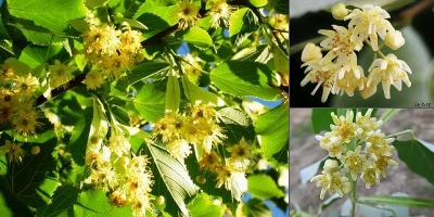 Foto - Ihlamuru zehre dönüştüren teknik! Tüm besin değerleri buhar olup uçuyor, geriye zararı kalıyor, sakın yapmayın
