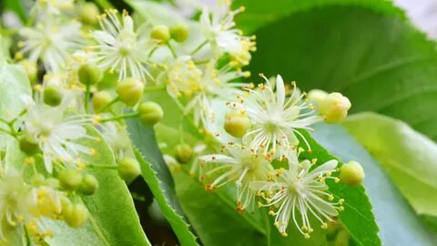 Foto - Ihlamuru zehre dönüştüren teknik! Tüm besin değerleri buhar olup uçuyor, geriye zararı kalıyor, sakın yapmayın