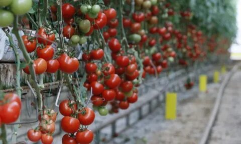 Foto - İhracatın kralı domates ve biber oldu! Hepsi geride kaldı