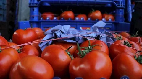 Foto - İhracatın kralı domates ve biber oldu! Hepsi geride kaldı