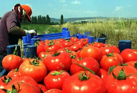 Foto - İhracatın kralı domates ve biber oldu! Hepsi geride kaldı